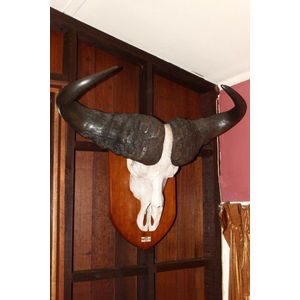 Early 20th century cape buffalo skull and horns on shield…