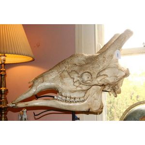Adult mounted giraffe skull in two sections, mounted on metal…