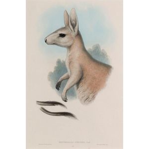 John Gould (1804-1881) Onychogalea Unguifer coloured engraving…