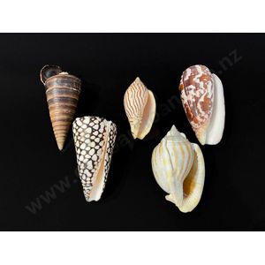 Four volute and one conch shell, length 10 cm to 8 cm
