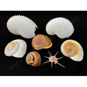 Two nautilus, four snail and one unusual volute shell, lengths…