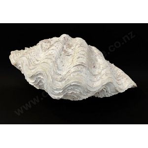  GIANT 22 CLAM SHELL tridacna gigas WHITE CLAMSHELL