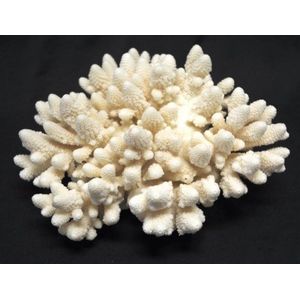 Large Nautical Natural Coastal Ocean White Branch Coral Specimen
