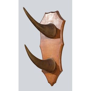 Pair rhinoceros horns 33.5 cm, 34.5 cm lengths, mounted on…