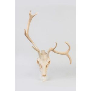 A European mount deer skull with antlers with one asymmetrical…