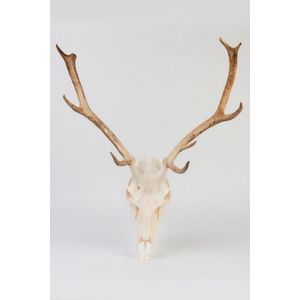 European mount large a large European mount deer skull with…