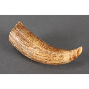 Antique whale teeth, whalebone vertebrae, baleen - price guide and values