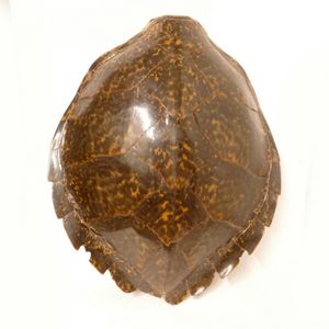 A large turtle shell, the thirteen main plates displaying rich…