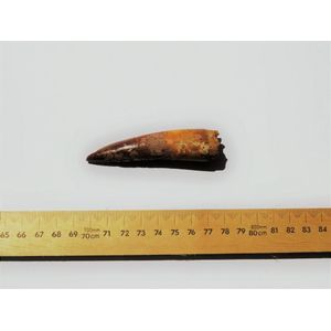 Dinosaur tooth (Spinosaurus), Taouz, Morocco. Collection Dr…