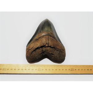 Megolodon (giant shark) tooth. St Helena sound, south Carolina,…