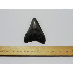 Megolodon (giant shark) tooth. Temblar Formation, south…