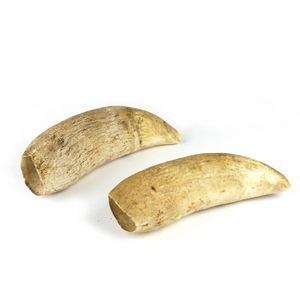 Two unpolished natural sperm whale teeth, L.150 and 15.5 cm