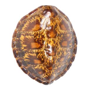 Preserved turtle and tortoise shells - price guide and values