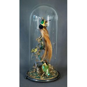 Early glass dome containing taxidermied birds. 6 birds,…