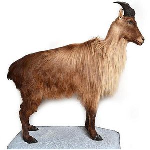 A taxidermied mountain goat the standing animal mounted on a…