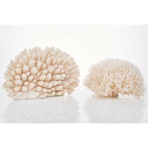 Vintage Bleached Coral Specimen - Park + Eighth
