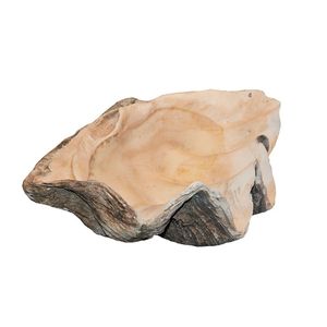 Giant clam shell, the conforming bottom of the previous lot,…