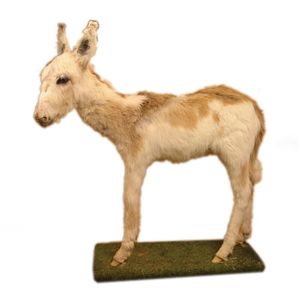A taxidermied young donkey, in standing position on wood plinth…