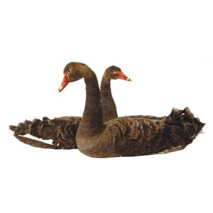 A pair of taxidermied black swans, seated position, heads held…
