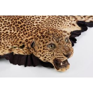 Leopard skin rug with taxidermy head mount, the rug backed in…