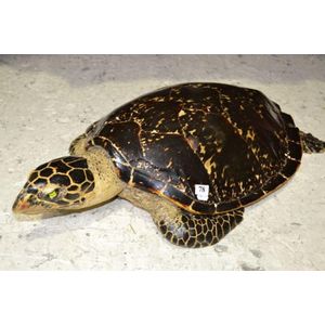 Antique Sea Turtle Taxidermy, 80cm - Natural History - Industry Science ...