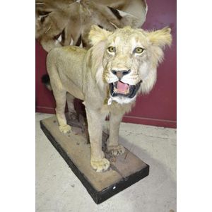 Exceptional and rare full body taxidermy of a young African…