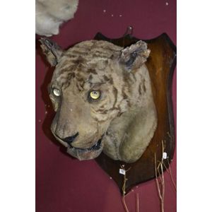 Victorian taxidermy tiger shoulder mount on wooden shield with…