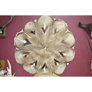 Rare handmade circular 12 pelt impala skin rug, 1.8m