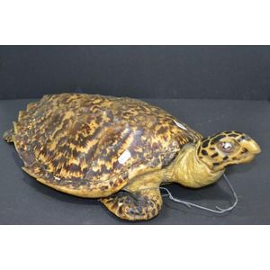 Antique Sea Turtle Taxidermy, 60 cm - Natural History - Industry ...