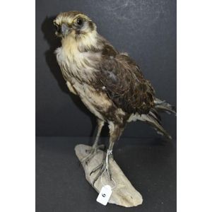 Antique taxidermy European hawk specimen mounted on a branch