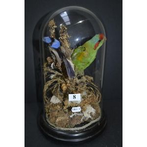 Victorian taxidermy bird diorama under a glass dome, 3 birds…