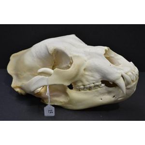 Polar Bear Skull: A Fascinating Specimen - Natural History - Industry ...