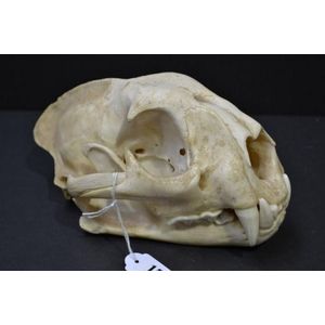 Mountain Lion Skull Specimen - Natural History - Industry Science 