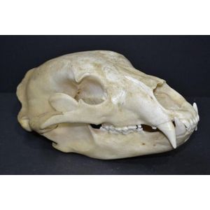 North American Black Bear Skull - Natural History - Industry Science ...