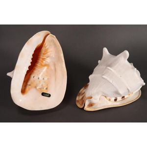 Two large conch shells, length 30 cm (2). Provenance: the Yeung…