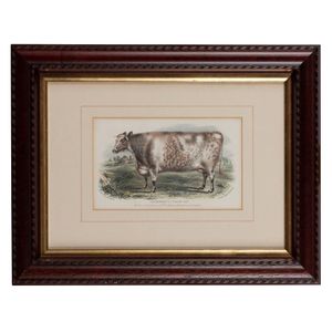 After W. H. Davis & H. Strafford, Leicester ram and Primrose at…