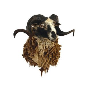 An Arapawa sheep ram head mount, the long knotted fleece of mid…