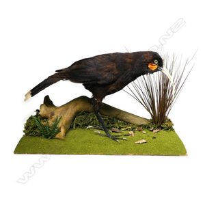 A taxidermied Huia, the female bird with twelve tail feathers,…