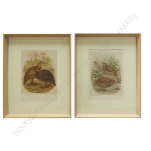 Two framed prints from Buller's Birds, after J.G. Keulemans,…