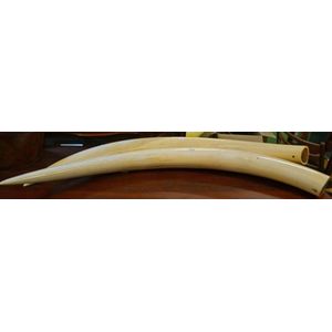 Pair of large ivory tusks with mount stand, early 20th century…
