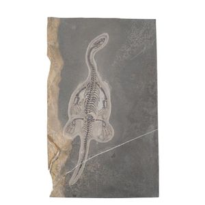 A Keichousaurus fossil, late Triassic period, Xing Yi, Guizhou…