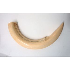 An impressive large hippopotamus tusk, dramatically curved and…
