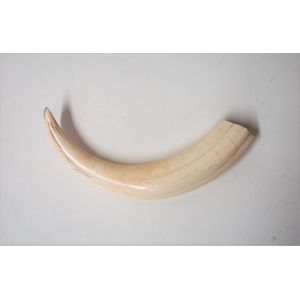 A small old hippopotamus tusk, plain natural curved form.…
