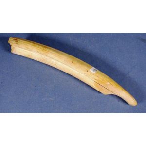 Vintage Walrus Tusk: 28cm, 388g - Natural History - Industry Science
