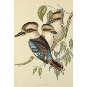 John Gould (1804-1881), kookaburra 'Dacelo Gigantea',…