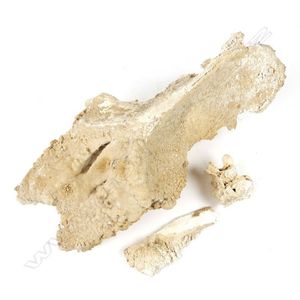 A rare calcified moa pelvis, displaying calcification…