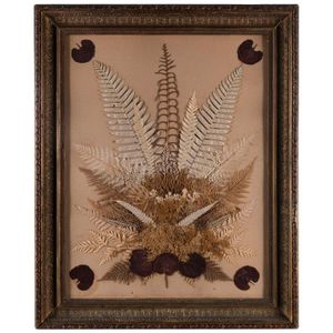 A framed fern display, New Zealand, 19th century, label verso…