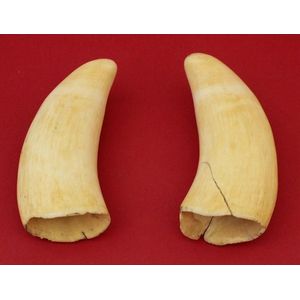 Pair of Whale Teeth: 15cm and 16cm - Natural History - Industry Science