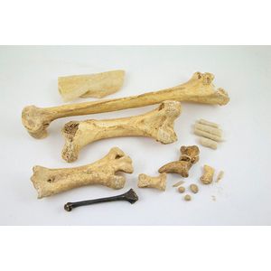 Collection of moa bones comprising one large and two smaller…