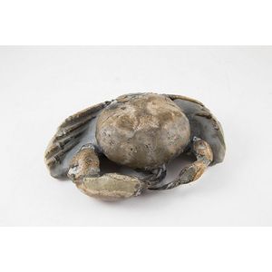 Fossilized New Zealand crab (Tumidocarcinus giganteus) together…